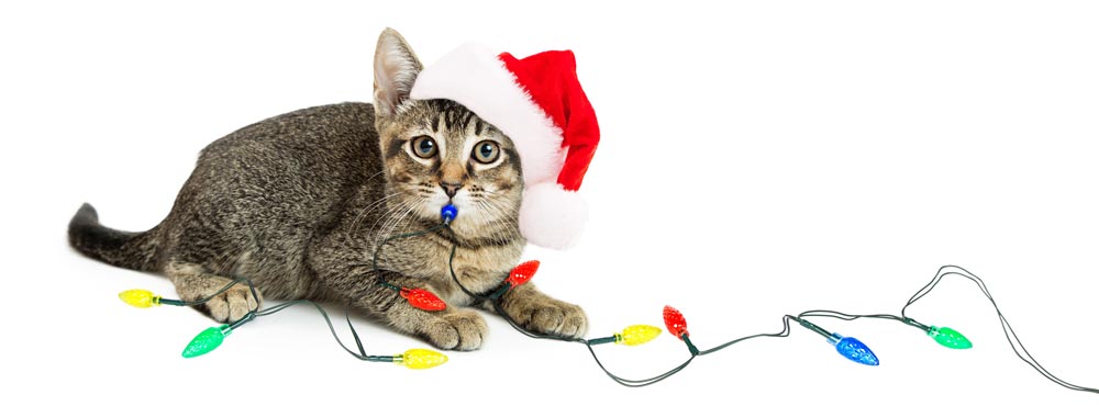 A cat tangled in Christmas lights